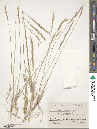 Helictochloa bromoides image