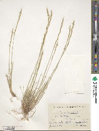 Helictochloa bromoides image