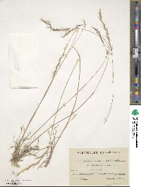 Helictochloa bromoides image