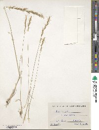 Helictochloa bromoides image