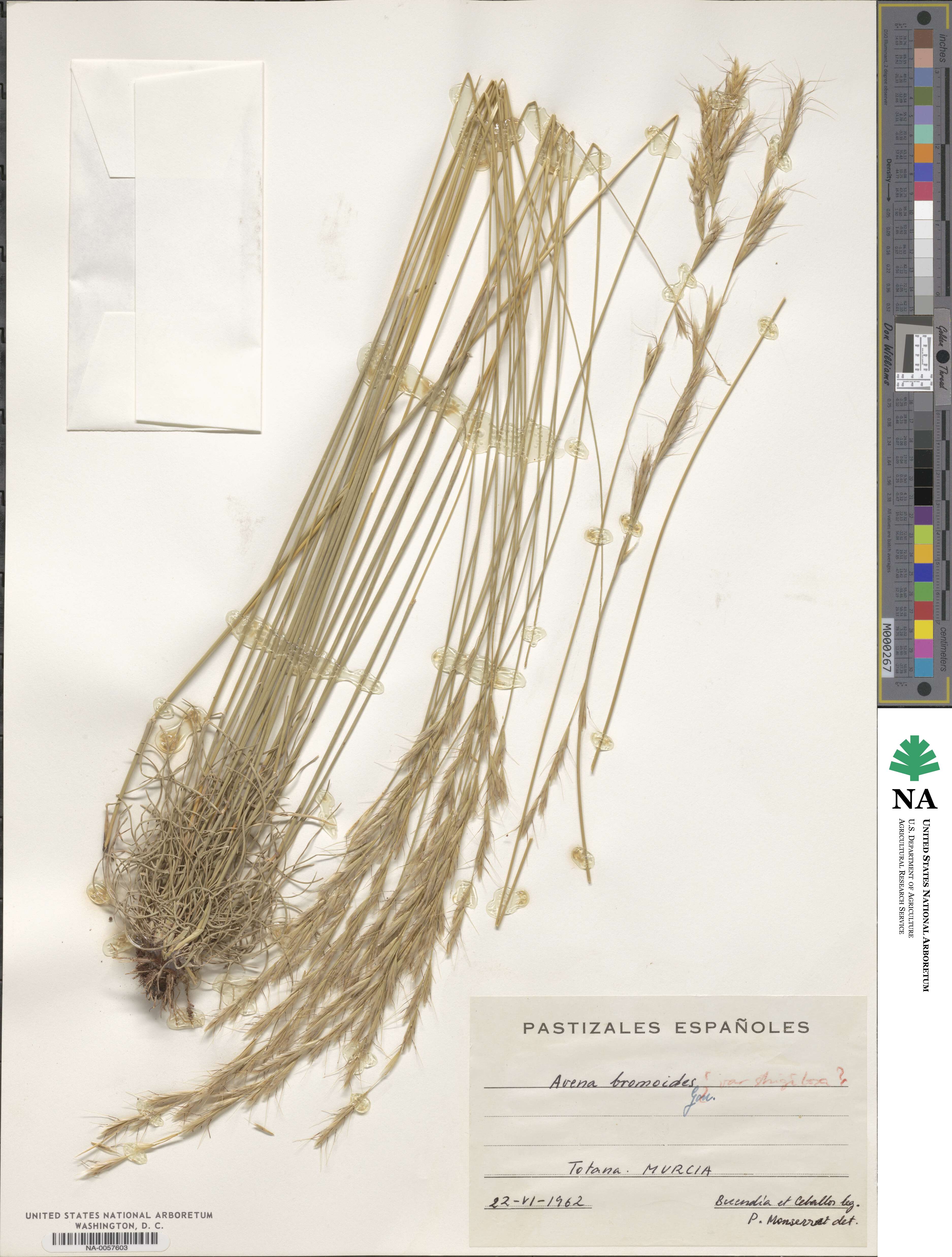 Helictochloa bromoides image