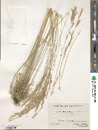 Helictochloa bromoides image