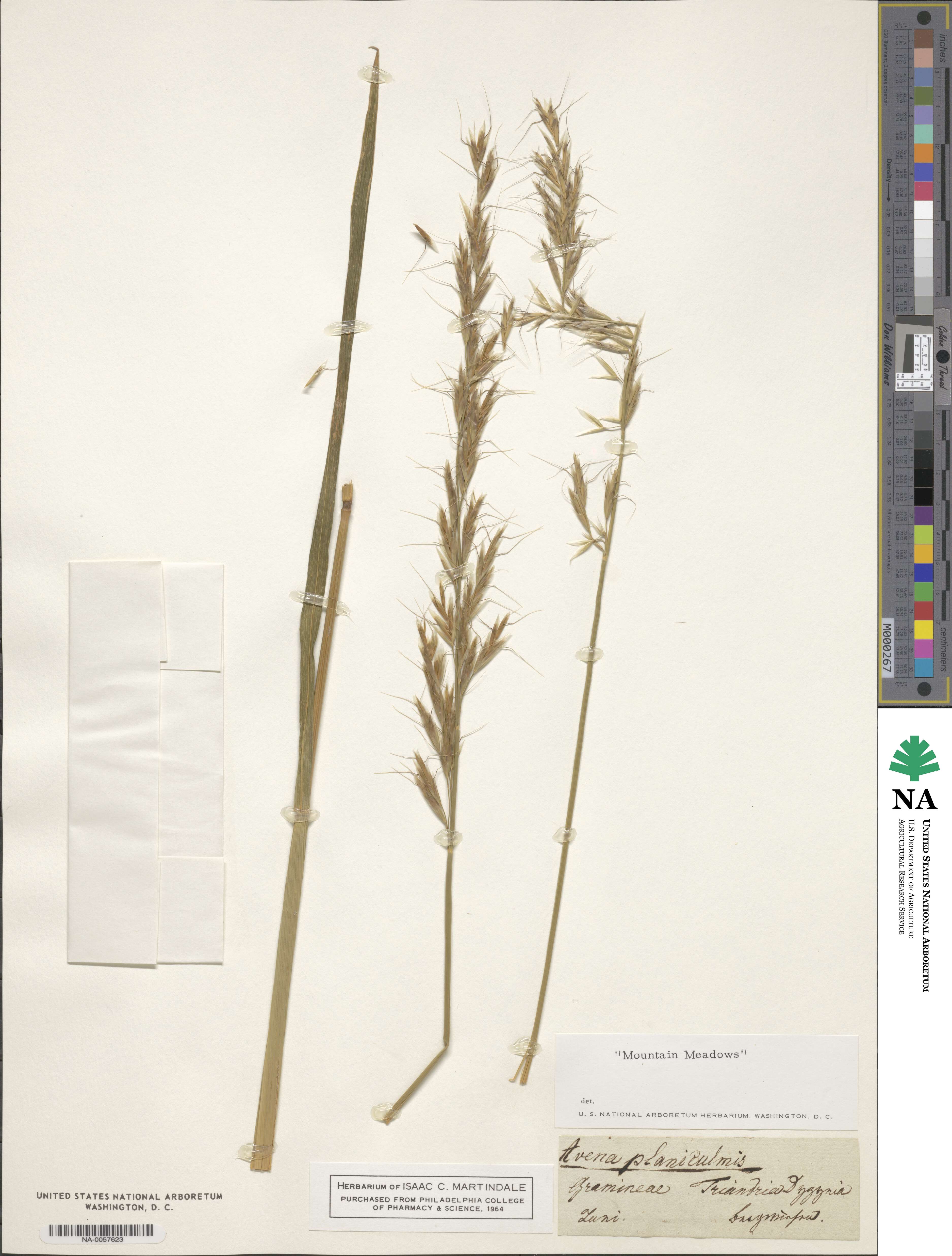 Helictochloa image