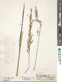 Image of Helictochloa planiculmis