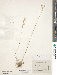 Helictochloa pratensis image