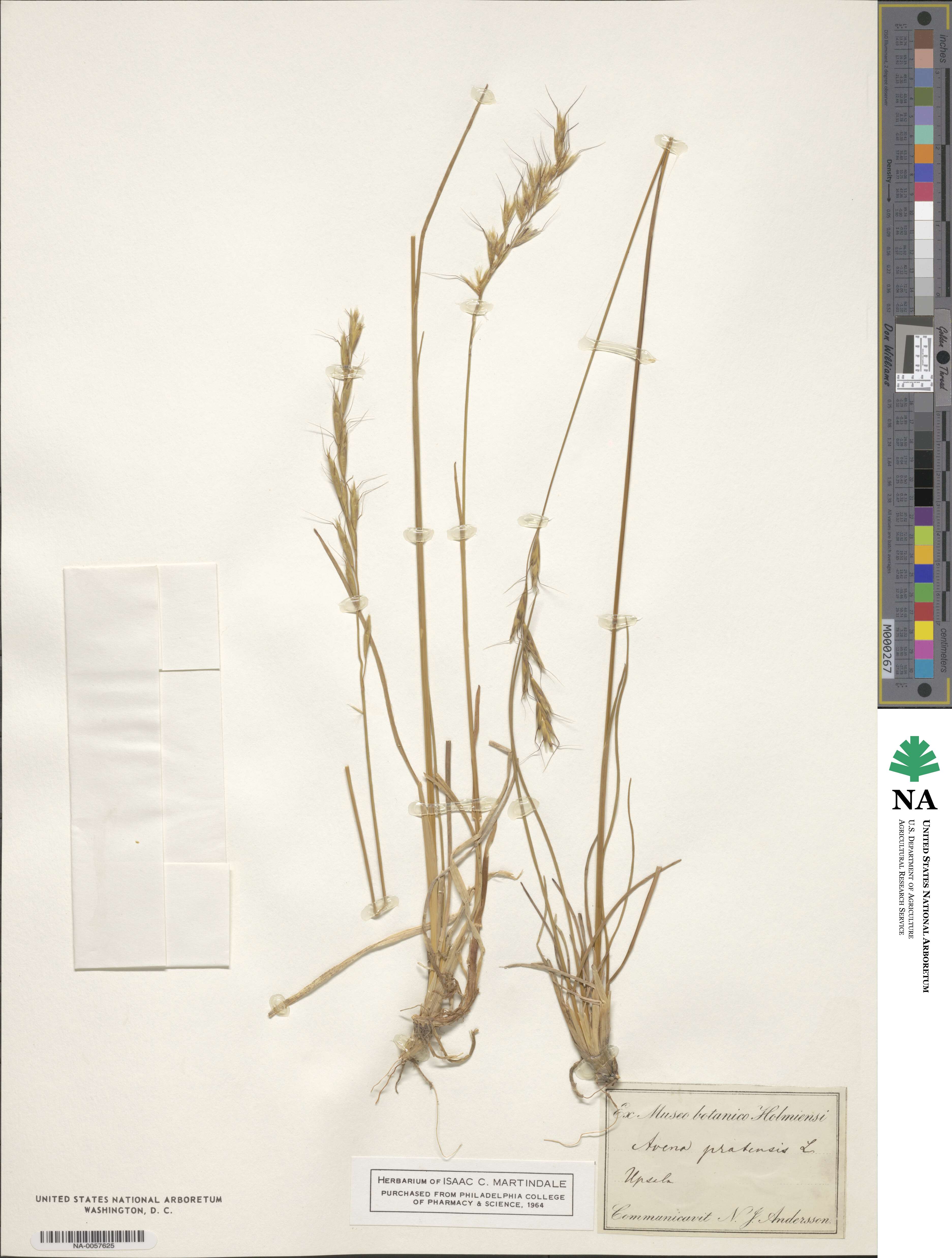 Helictochloa pratensis image