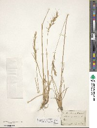 Helictochloa pratensis image