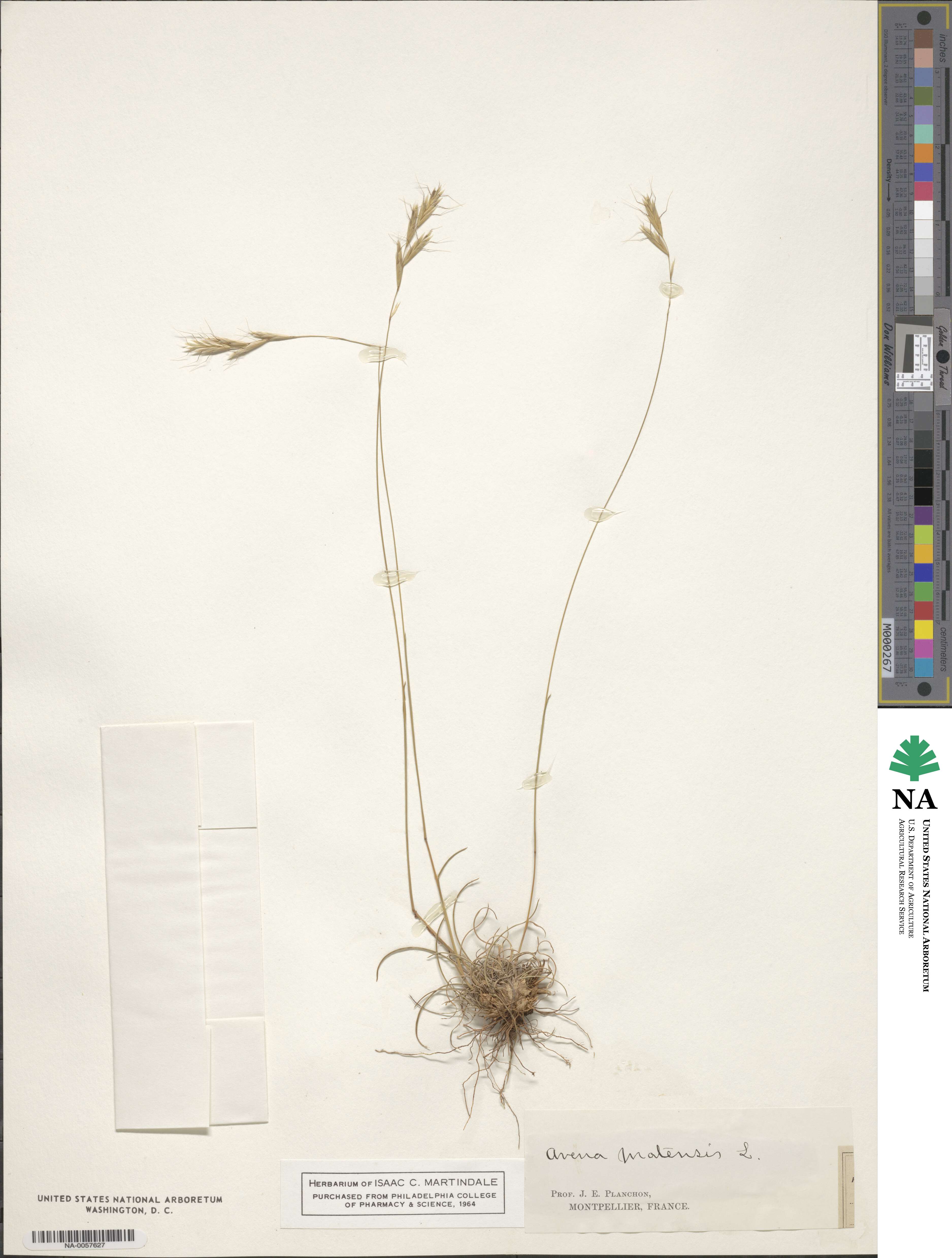 Helictochloa pratensis image