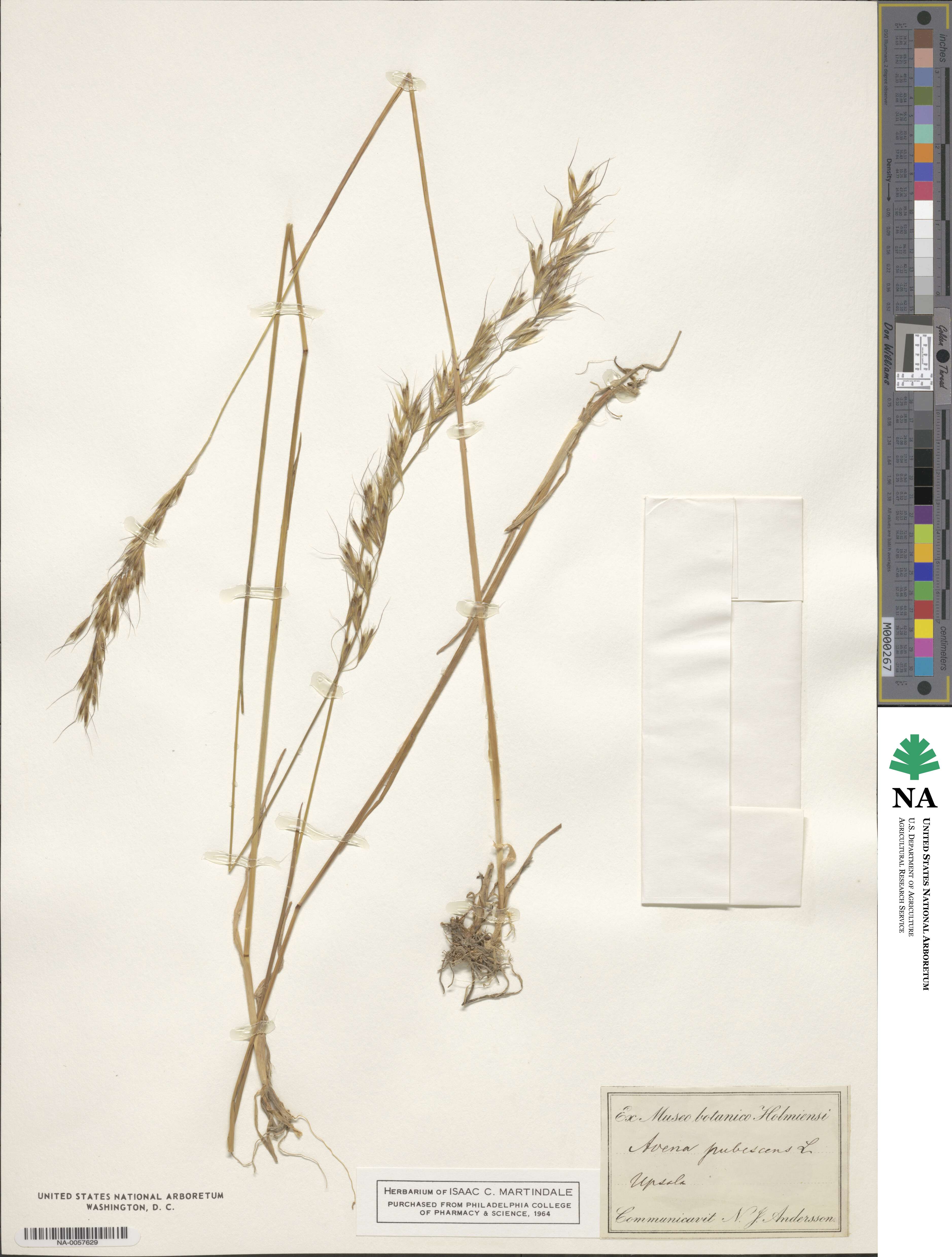 Avenula pubescens image