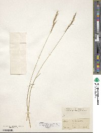 Avenula pubescens image