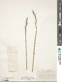 Avenula pubescens image