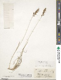 Helictochloa versicolor image