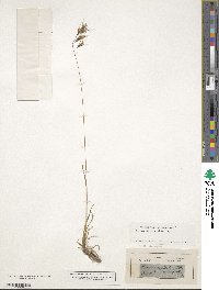 Helictochloa versicolor subsp. versicolor image