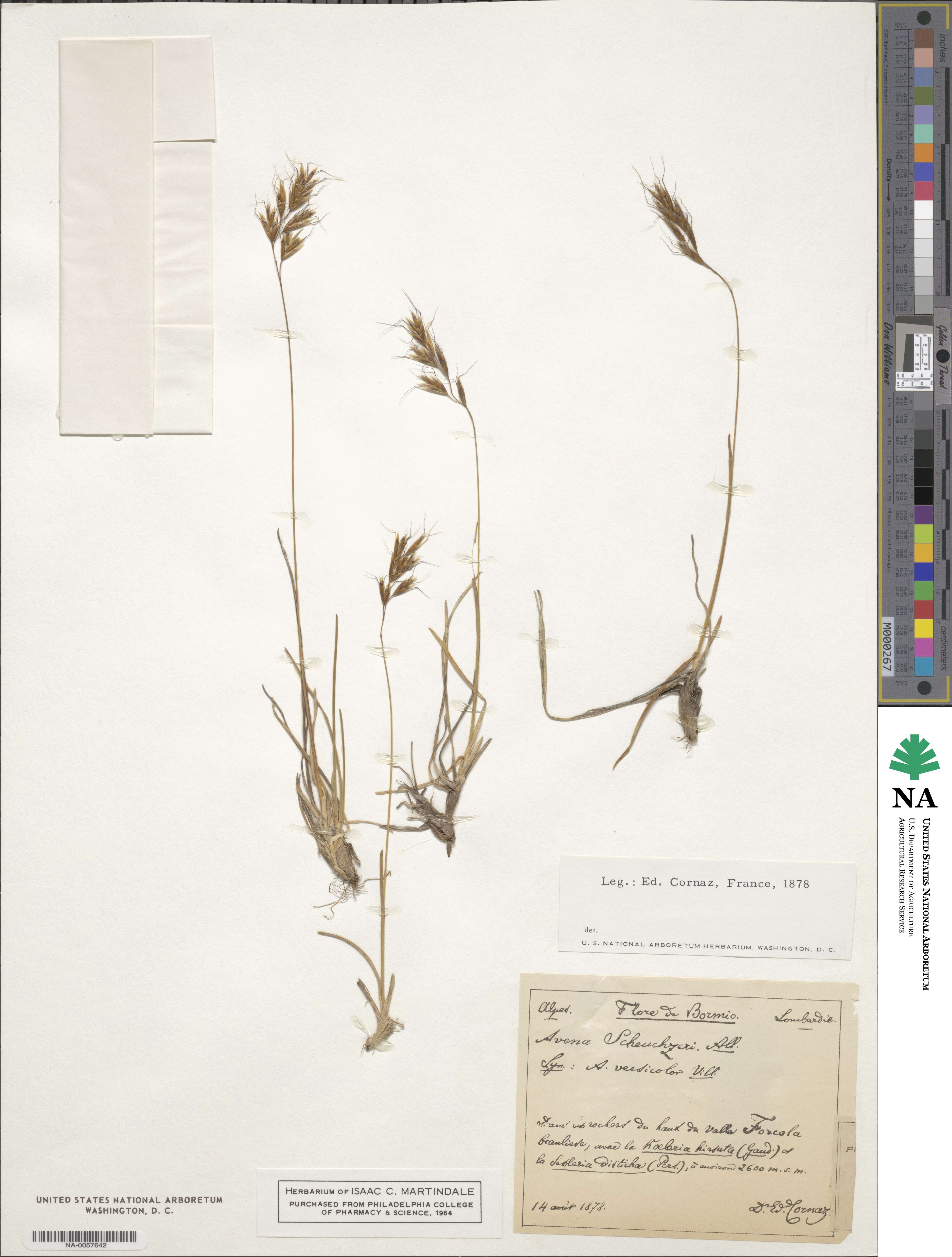 Helictochloa versicolor subsp. versicolor image