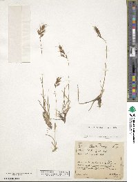 Helictochloa versicolor subsp. versicolor image