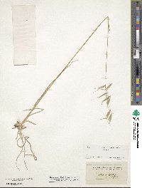 Avena sterilis image