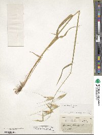 Avena sterilis image