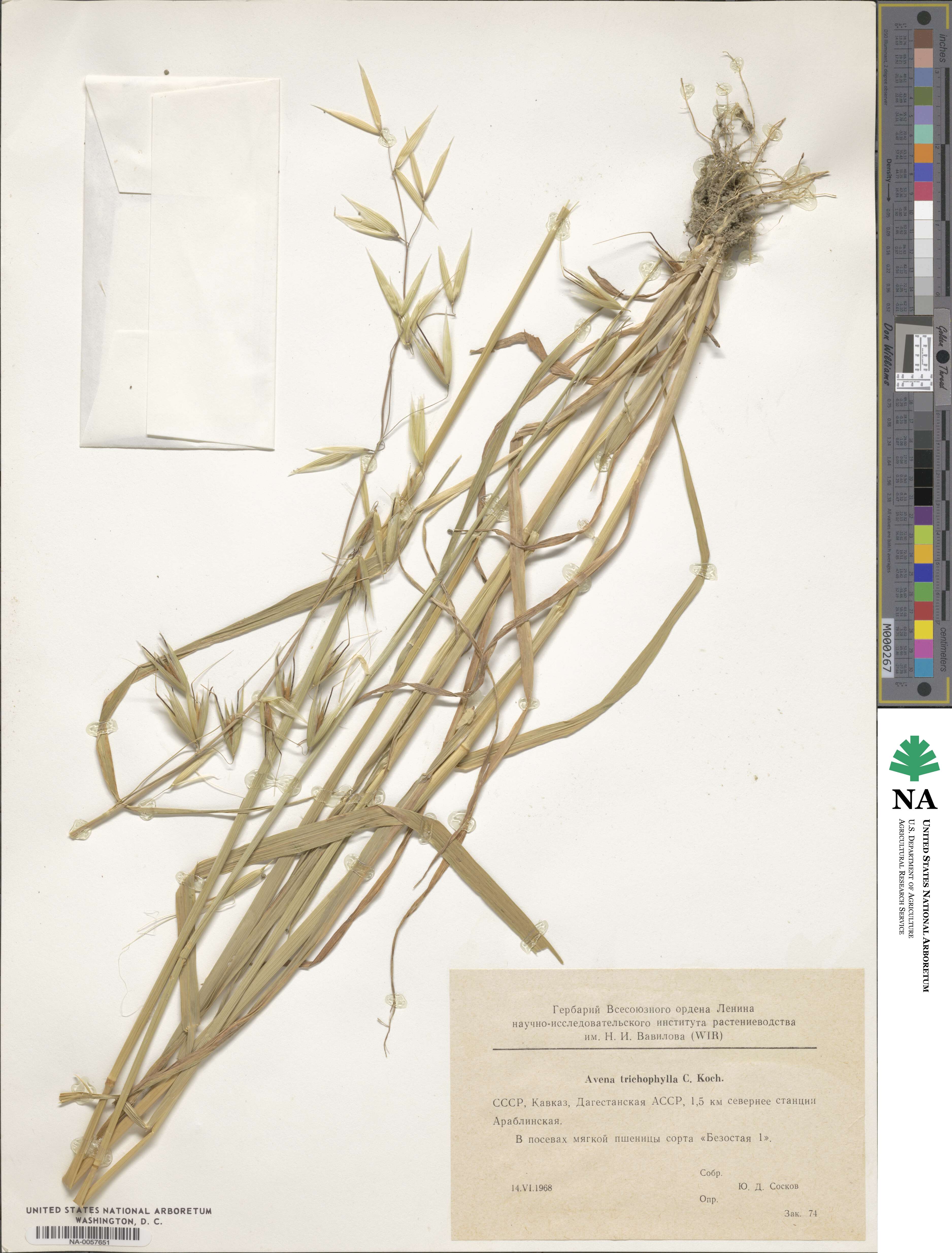 Avena sterilis subsp. ludoviciana image