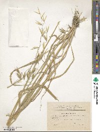 Avena sterilis image