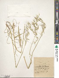 Image of Arrhenatherum album