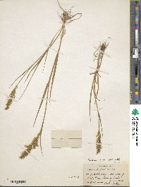 Image of Trisetum clarkei