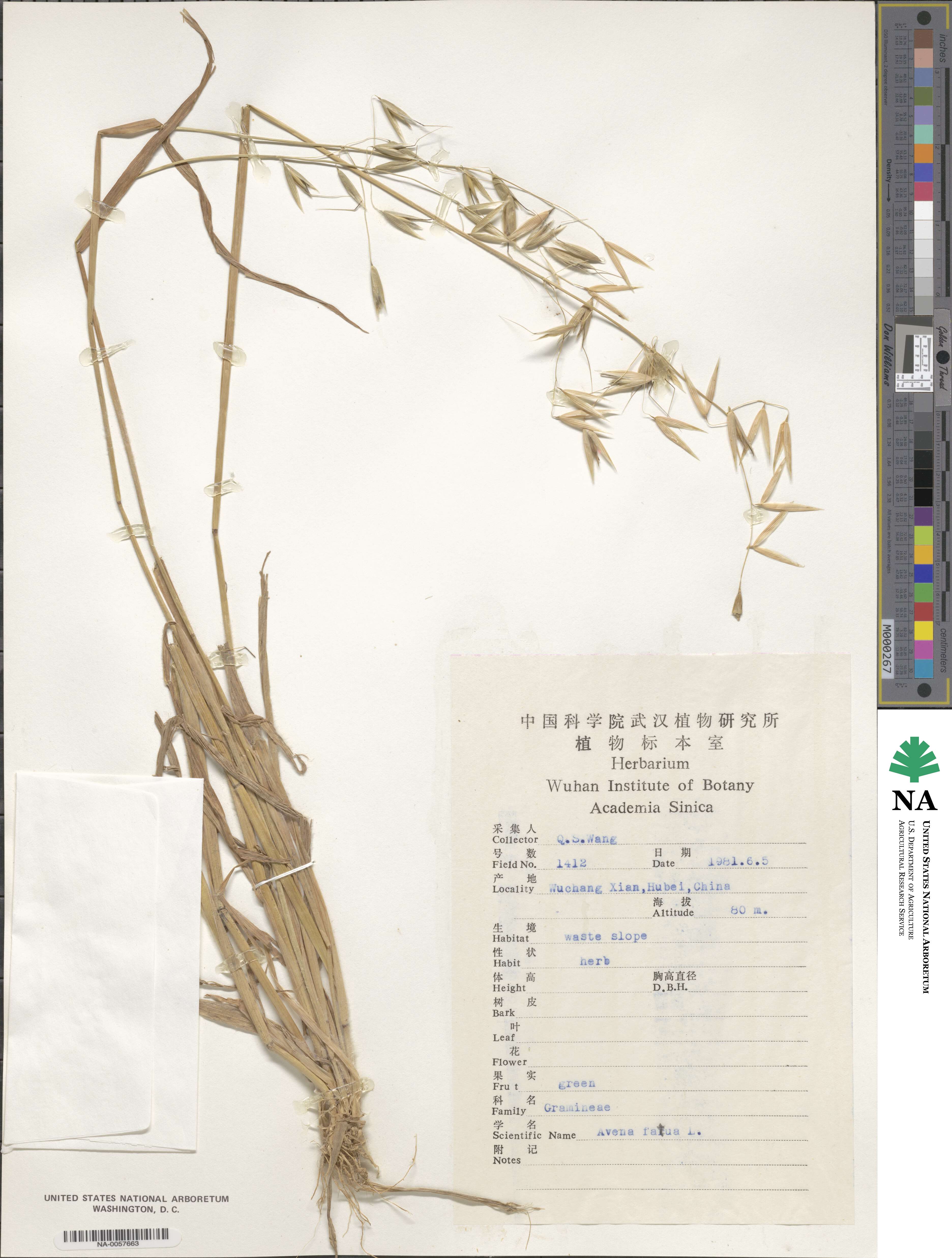 Avena fatua image