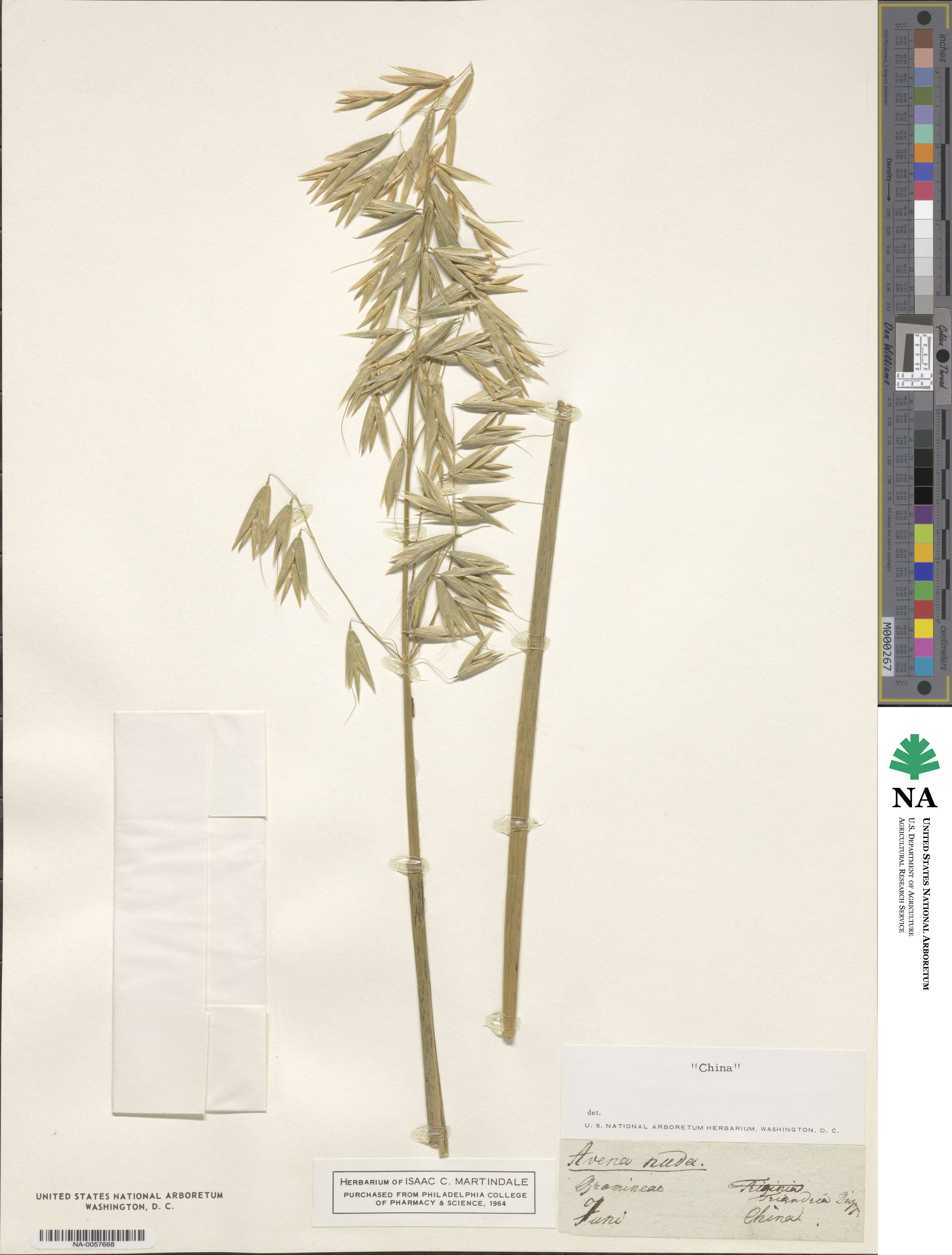 Avena nuda image