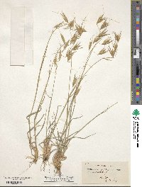 Avena sterilis image