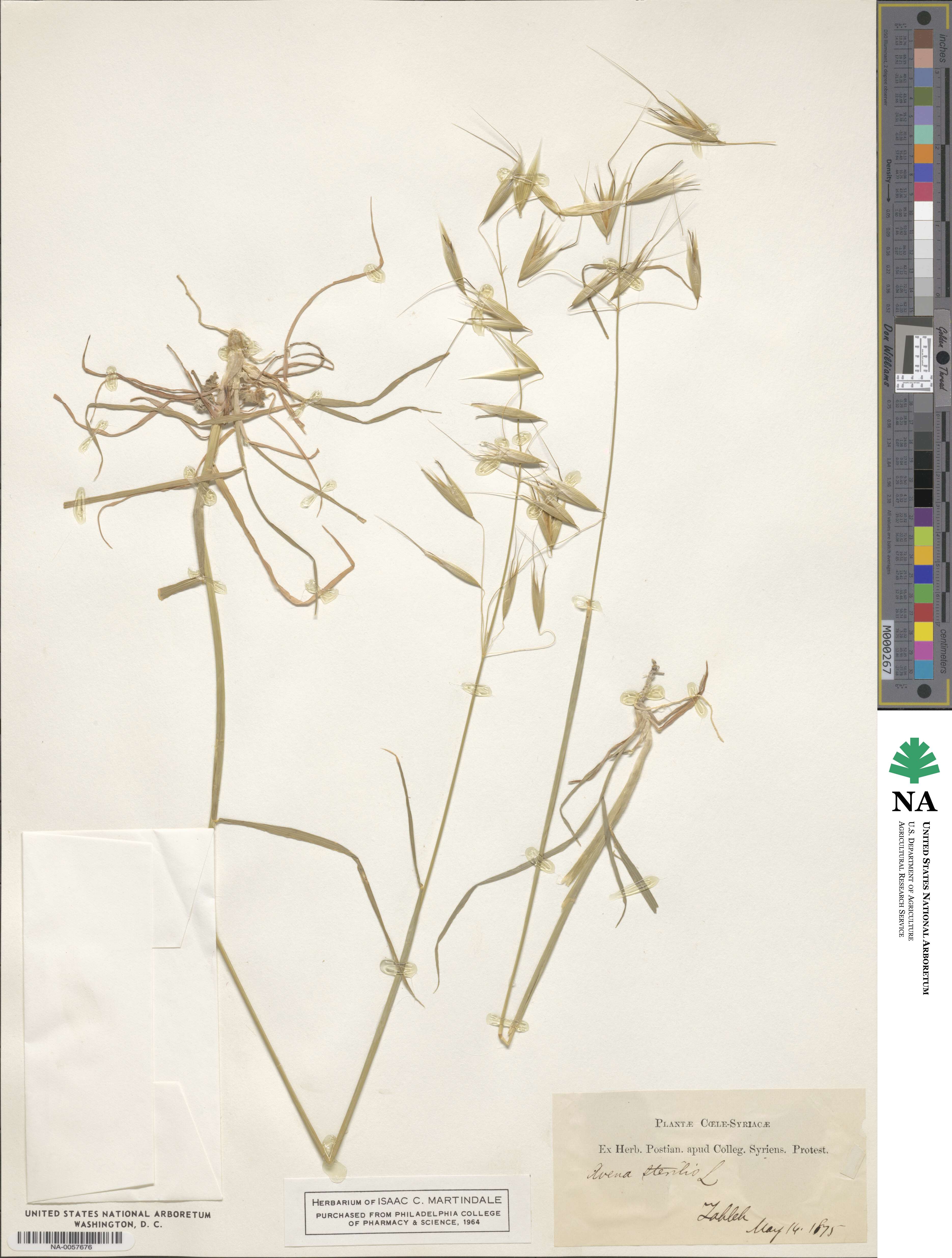 Avena sterilis image