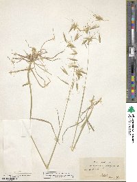 Avena sterilis image