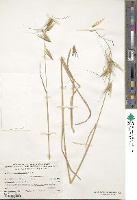 Avena sterilis image