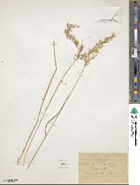 Helictochloa bromoides image