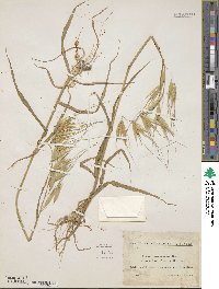 Avena sterilis image