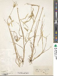 Avena sterilis image