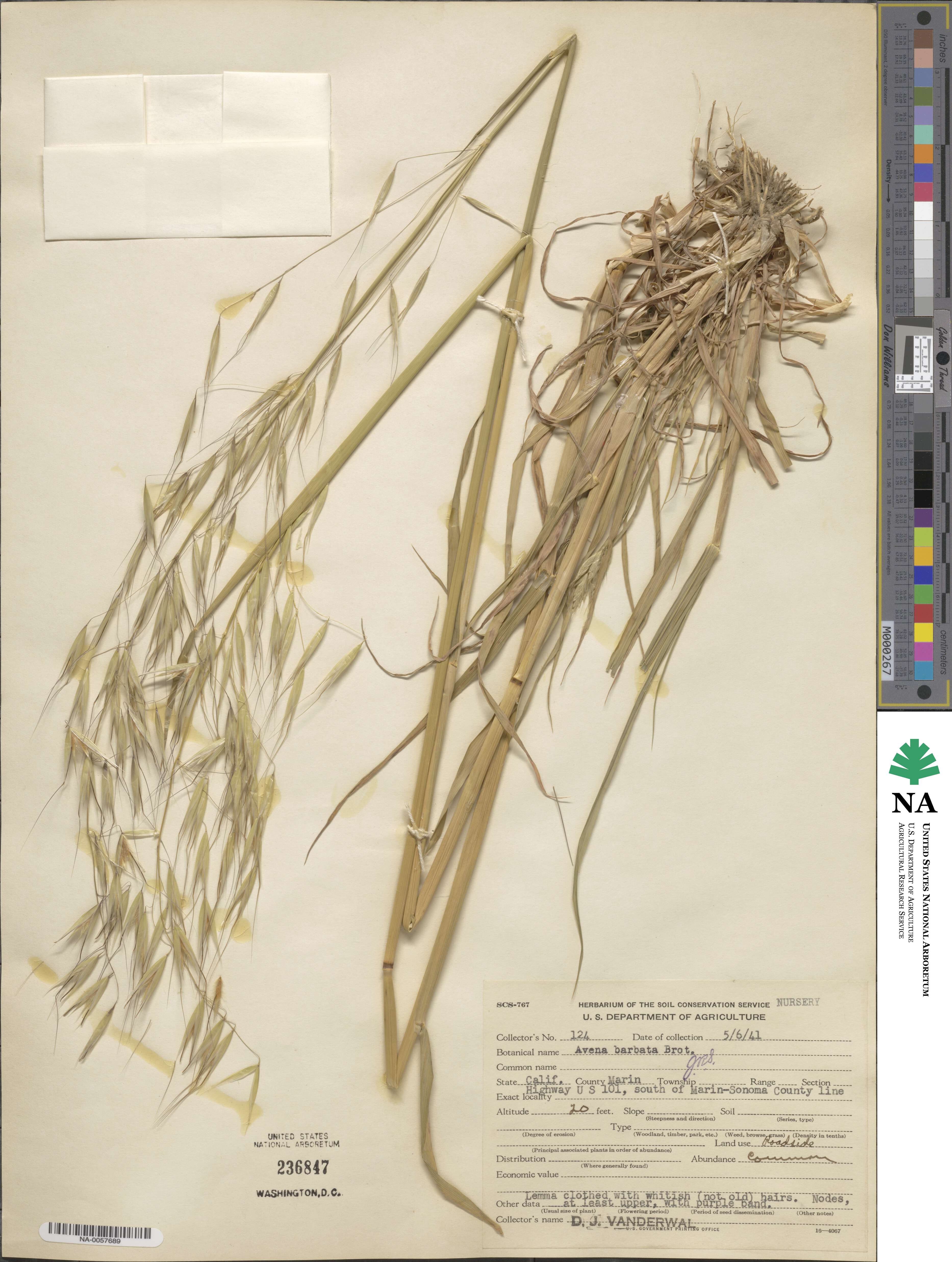Avena barbata image