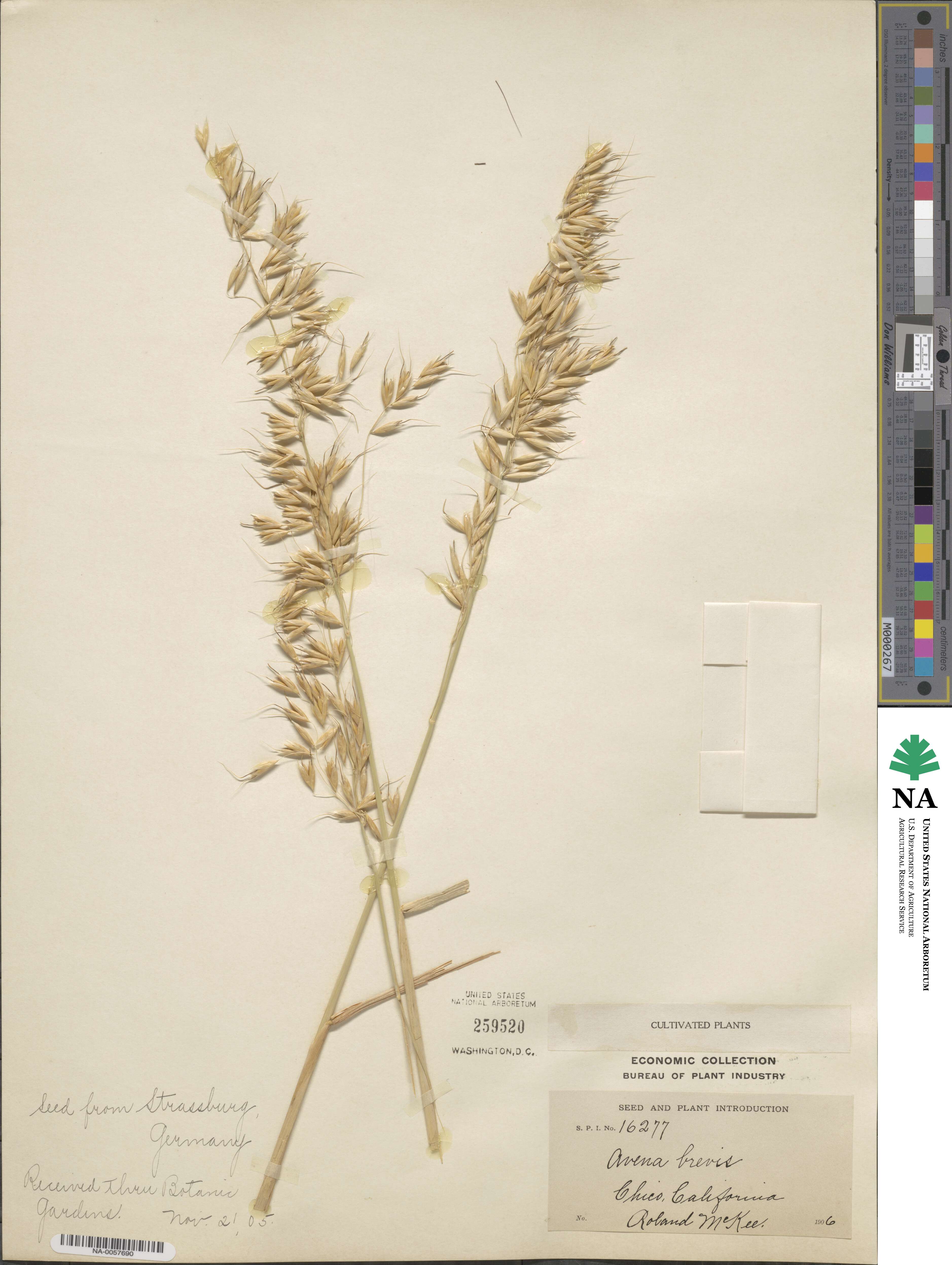 Avena brevis image