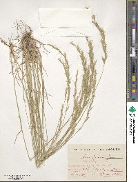 Helictochloa bromoides image