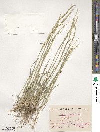 Helictochloa bromoides image