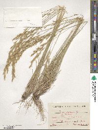 Helictochloa bromoides image