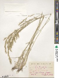 Helictochloa bromoides image