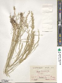 Helictochloa bromoides image