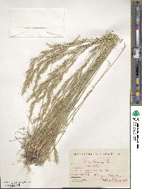 Helictochloa bromoides image