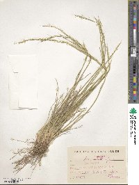 Helictochloa bromoides image