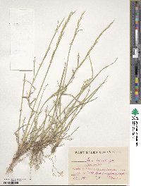 Helictochloa bromoides image