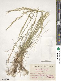 Helictochloa bromoides image