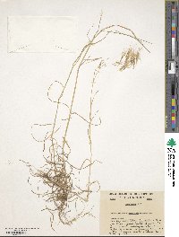 Avena eriantha image