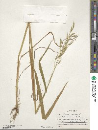 Avena sativa image