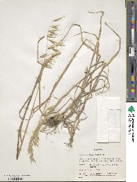 Avena sterilis image