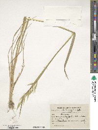 Avena sterilis image