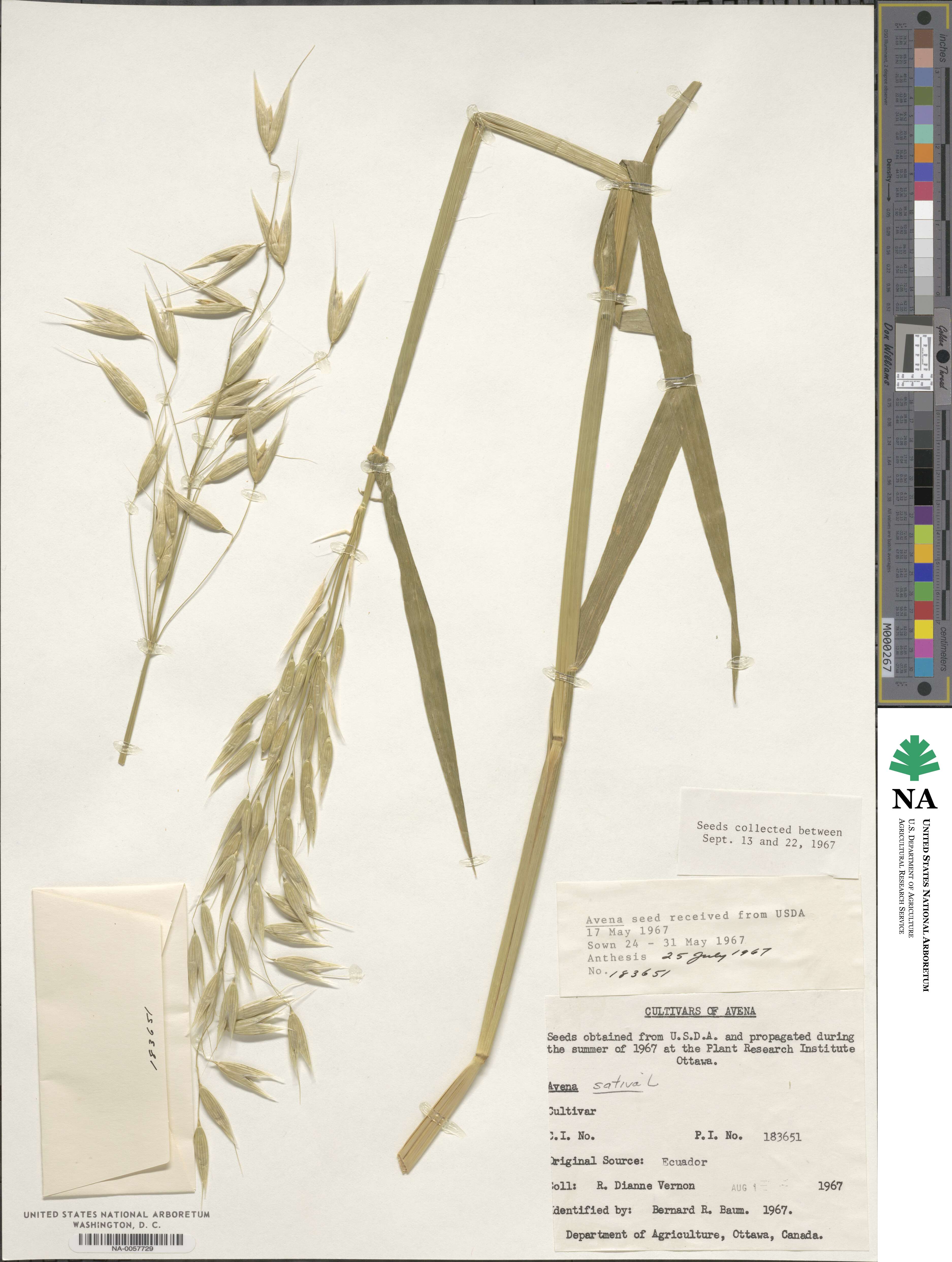 Avena sativa image